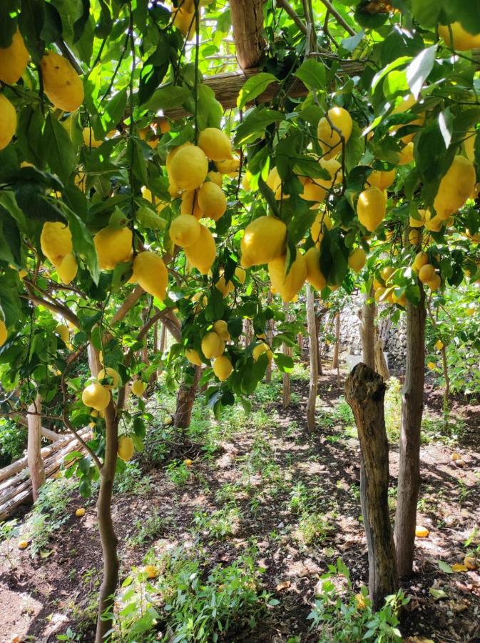 Eden Tra I Limoni Leilighet Minori Eksteriør bilde